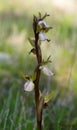 Wild orchid Anacamptis collina light flowers inflorescence