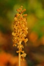 Wild orchid, Bird`s-nest Orchid, Neottia nidus-avis in the nature forest habitat. orange brown flower bloom in the nature habitat
