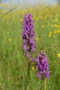 Wild orchid blooms in meadow Royalty Free Stock Photo