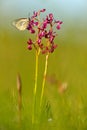 Wild orchid from Bulgaria. Orchis or Anacamptis laxiflora, red violet flower with white butterfly. Evening in the spring meadow. W Royalty Free Stock Photo