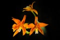 Wild orchid Cattleya neokautskyi, shady forest of Espirito Santos, Brazil. Orange flower, nature habitat. Beautiful orchid bloom, Royalty Free Stock Photo