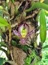 Wild orchid closeup