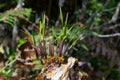 Wild orchid in Costa Rica