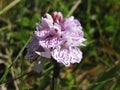 Wild orchid Dactylorhiza fuchsii flowers on the meadow close up