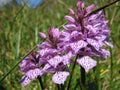 Wild orchid Dactylorhiza fuchsii flowers on the meadow close up