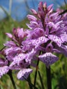 Wild orchid Dactylorhiza fuchsii flowers on the meadow close up