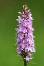 Wild Orchid (Dactylorhiza maculata)