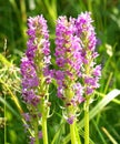 Wild orchid (Dactylorhiza maculata)