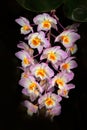 Wild orchid Dendrobium amabile Hainan China and in Vietnam. Orange flower, nature habitat. Beautiful orchid bloom, close-up detail Royalty Free Stock Photo