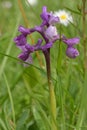 Wild orchid in early spring Royalty Free Stock Photo