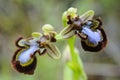 Wild orchid from Europe, Ophrys speculum