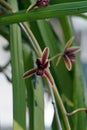 Wild orchid flower blooming, Cymbidium aloifolium