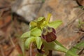 Wild orchid flower blossom close up botanical background ophrys fusca family orchidaceae high quality big size print Royalty Free Stock Photo