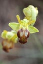 Wild orchid flower blossom close up botanical background ophrys fusca family orchidaceae high quality big size print Royalty Free Stock Photo