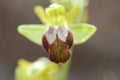 Wild orchid flower blossom close up botanical background ophrys fusca family orchidaceae high quality big size print Royalty Free Stock Photo