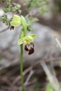 Wild orchid flower blossom close up botanical background ophrys fusca family orchidaceae high quality big size print Royalty Free Stock Photo