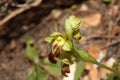 Wild orchid flower blossom close up botanical background ophrys fusca family orchidaceae high quality big size print Royalty Free Stock Photo