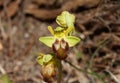 Wild orchid flower blossom close up botanical background ophrys fusca family orchidaceae high quality big size print Royalty Free Stock Photo