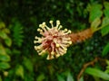 Wild orchid flower in jungle blossom bloom detail close-up