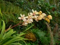 Wild orchid flower in jungle blossom bloom detail close-up