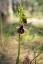 Wild orchid flower in the sun in spring in a meadow in Greece Royalty Free Stock Photo