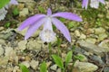 Wild orchid flower of Taiwan Pleione Royalty Free Stock Photo