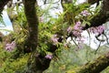 Wild orchid flowers in the forest