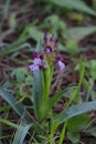 Wild orchid flowers in the park. Purple flowers. Royalty Free Stock Photo