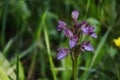 Wild orchid flowers in the park. Purple flowers. Royalty Free Stock Photo