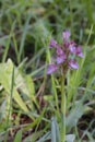 Wild orchid flowers in the park. Purple flowers. Royalty Free Stock Photo