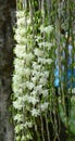 Wild orchid flowers at the park