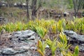 Wild orchid grow on rock