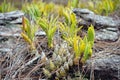 Wild orchid grow on rock