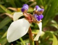 Wild orchid with honeybee