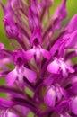 Wild orchid hybrid flowers detail - Anacamptis x simorrensis Royalty Free Stock Photo