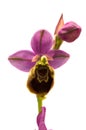 Wild Orchid hybrid Oprhys x Turiana flower over white Royalty Free Stock Photo