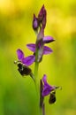 Wild Orchid hybrid Oprhys x Turiana flowers profile against sunlit background