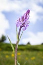 Wild orchid Royalty Free Stock Photo