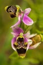 Wild orchid malformation - Ophrys picta Royalty Free Stock Photo