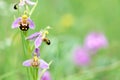 Wild orchid in meadow Royalty Free Stock Photo