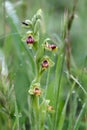 Wild orchid in the meadow among the grasses Royalty Free Stock Photo