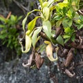 Wild Orchid, Nepenthes ampullaria, Pitcher Plant, Evolved Away from Carnivorous Plant. Plant hanging on Rocks in in Indonesia.