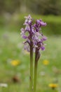 Wild orchid in early spring Royalty Free Stock Photo