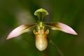 Wild orchid Paphiopedilum wenshanense, Yunnan China, shrubby grassy slopes. Orange flower, nature habitat. Beautiful orchid bloom,