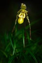 Wild orchid Phragmipedium pearcei in the dark tropic forest. Beautiful yellow orchid in the nature habitat. Flower from Peru