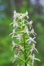 Wild orchid Platanthera bifolia commonly known as the Lesser Butterfly-orchid.