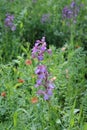 Wild orchid purple flowers in the park Royalty Free Stock Photo