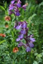 Wild orchid purple flowers in the park Royalty Free Stock Photo