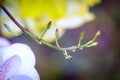 Wild orchid in rain forest,beauty of the nature Royalty Free Stock Photo