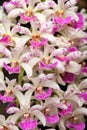 Wild orchid Rhynchostylis gigantea from northern Thailand and Burma. Pink and white flower, nature habitat. Beautiful orchid bloom Royalty Free Stock Photo